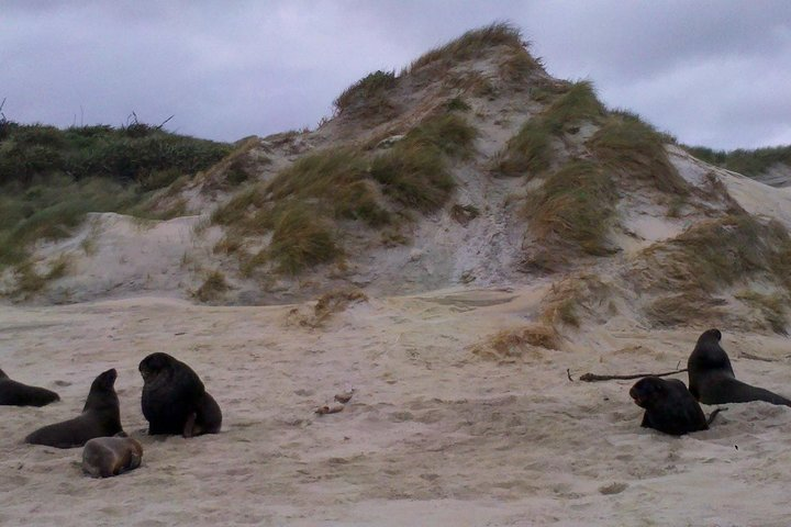 Dunedin Shore Excursion: Small-Group Tour of Dunedin and the Otago Peninsula - Photo 1 of 14